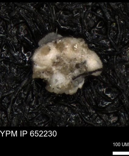undet. Foraminiferida