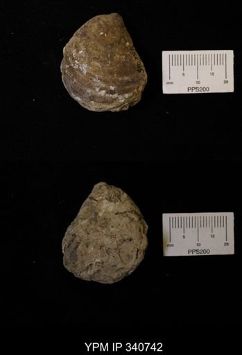 Inoceramus sp.
