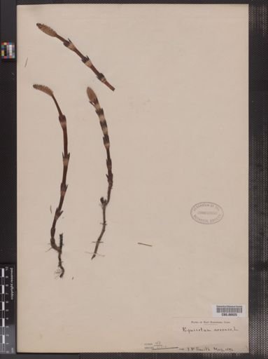 Equisetum arvense