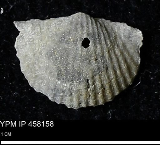 Chonetes mucronatus
