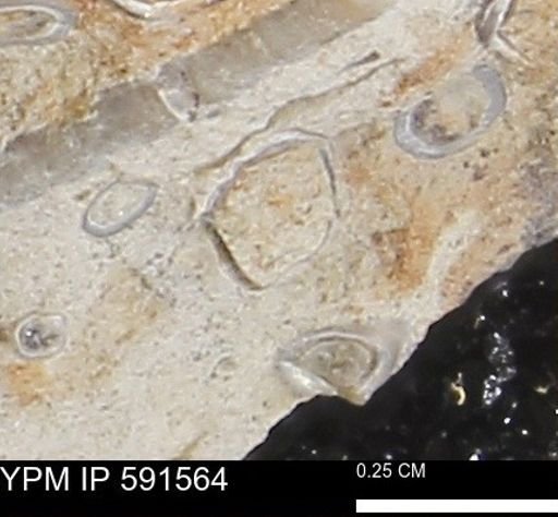Serpulidae