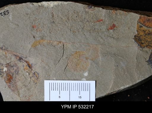undet. Arthropoda