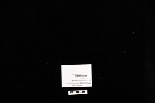 Basiliscus vittatus