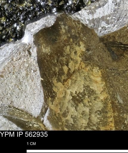 Oxytoma (Hypoxytoma) sp.
