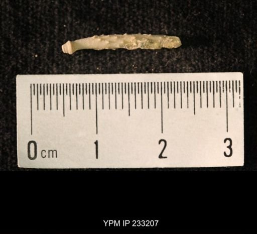 Archaeocidaris sp.