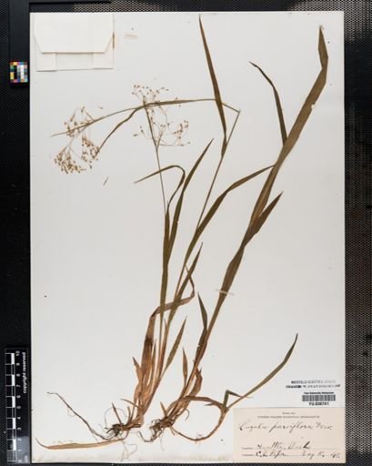 Luzula parviflora