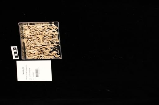 Sauromalus varius