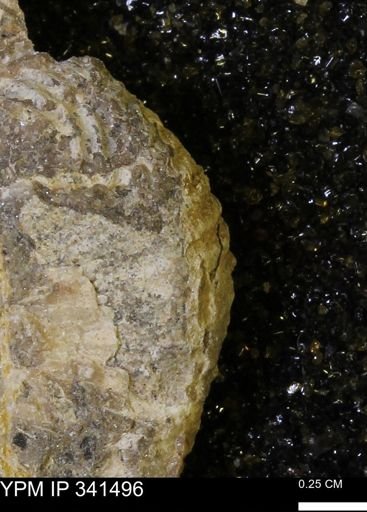Scaphites sp.