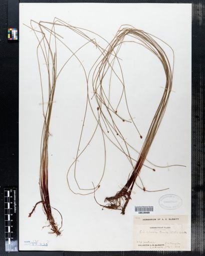 Eleocharis tenuis