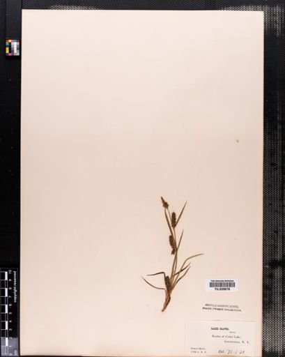 Carex