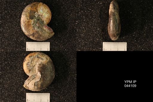 Hoploscaphites nicolletii