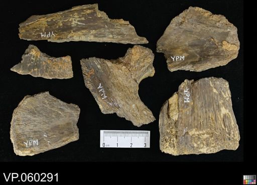 undet. Actinopterygii
