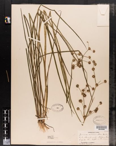 Juncus