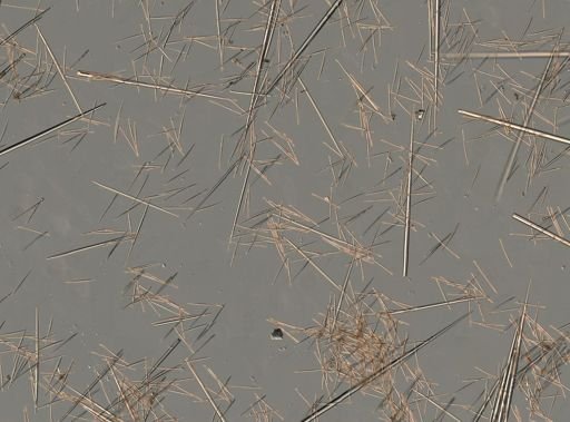 Polymastia