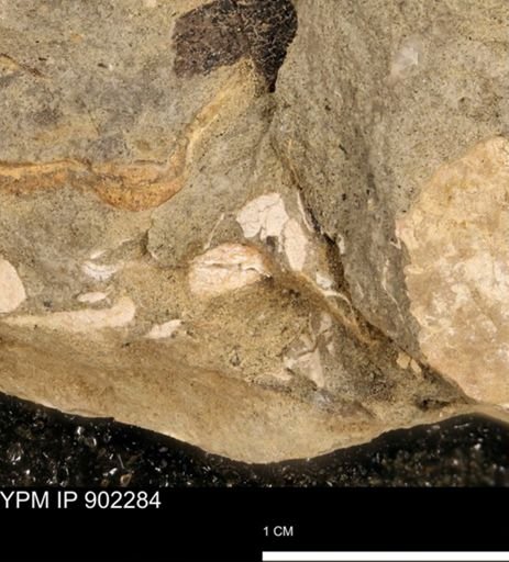 undet. Mollusca