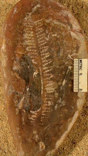 Pecopteris