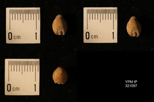 Dielasma breviplicatum