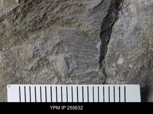 Phyllocarida