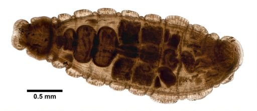 Branchiobdella pulcherrima