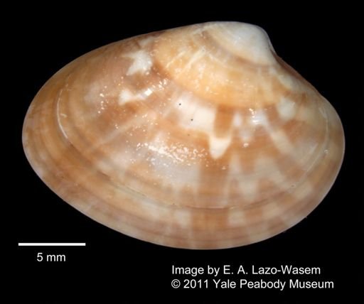 Callista chionaea