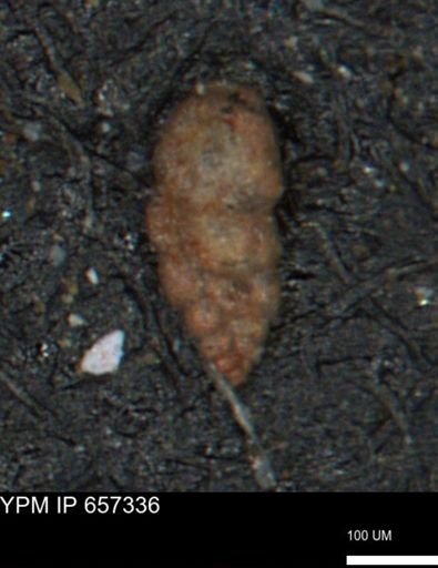 Bimonilina variana