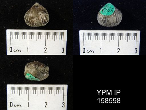 Rhynchotrema anticostiensis