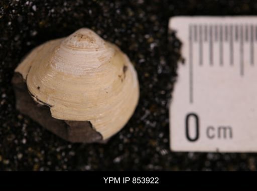 Limopsis striatopunctatus