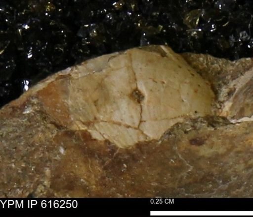 Protocardia subquadrata