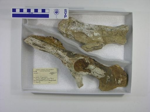 Moeritherium lyonsi