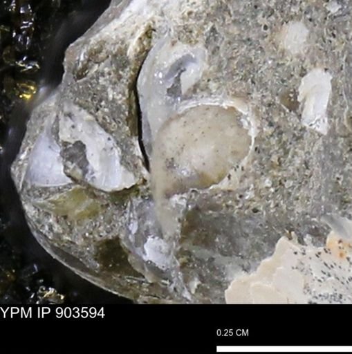 undet. Mollusca