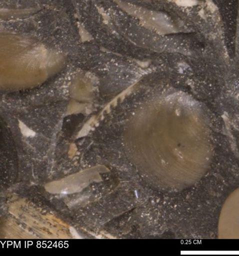 Limopsis striatopunctatus