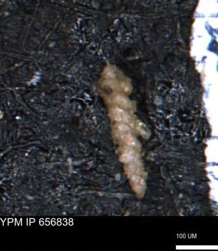 Verneuilinoides kansasensis