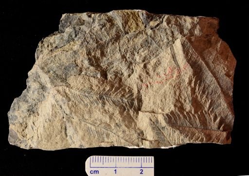 Sawdonia ornata