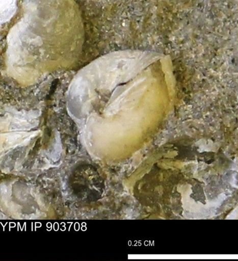 Corbulamella sp.