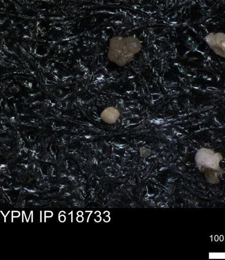 undet. Foraminiferida