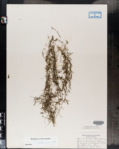 Najas guadalupensis