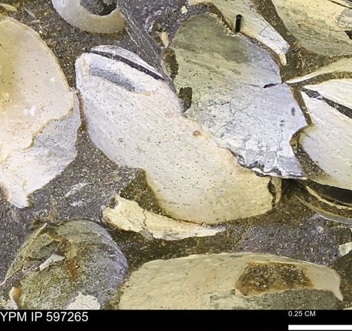 Limopsis striatopunctatus