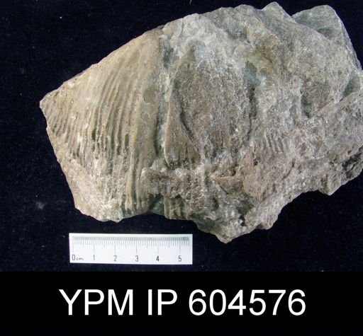 Latiproductus sp.