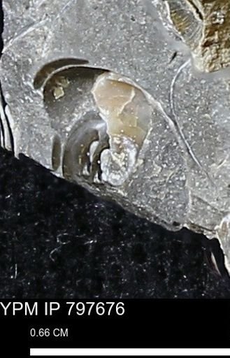 undet. Ammonoidea