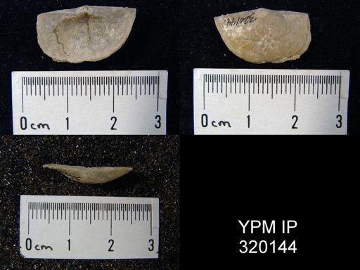 Chonetes granulifer meekanus