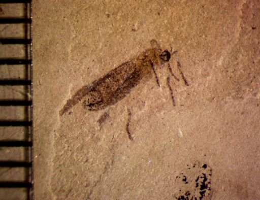 undet. Insecta