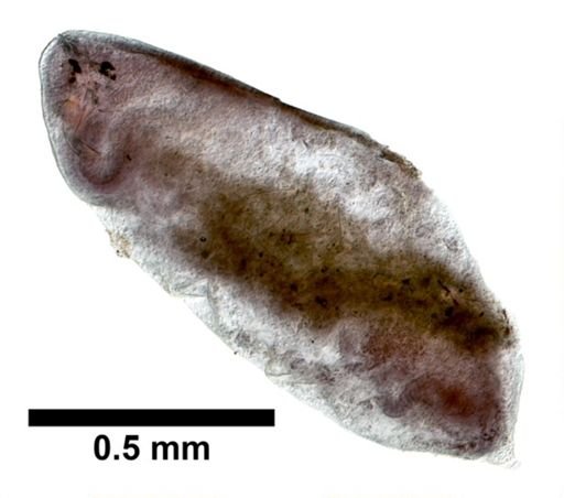 Plagiostomum whitmani