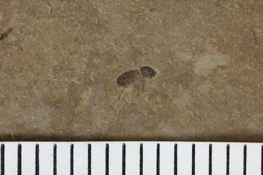 taxon undetermined