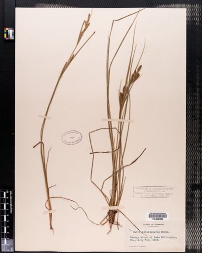 Carex lenticularis