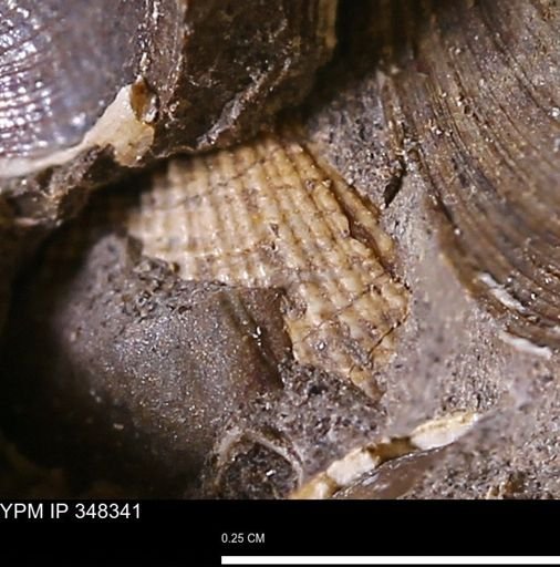 Parallelodon (Cosmetodon)?