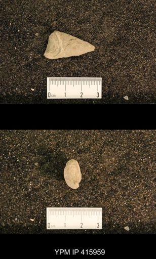 Meekospira sp.