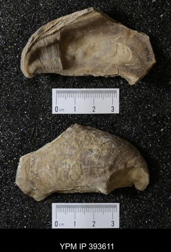 Ostrea glabra