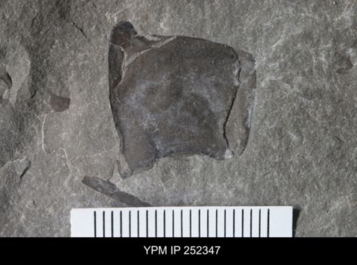 undet. Eurypterida