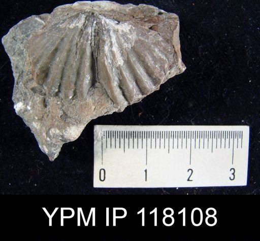 Delthyris rugaecosta
