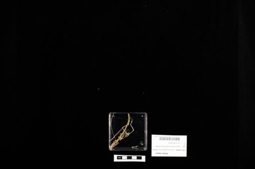 Anolis roquet